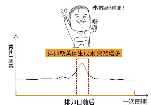 排卵期一共有几天?(排卵期一般有几天时间)