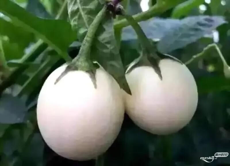 蛋树图片(蛋树的资料)