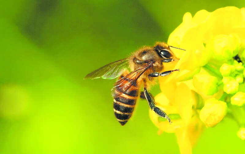 蜂蜜的用处是什么(蜂蜜有哪些用处)