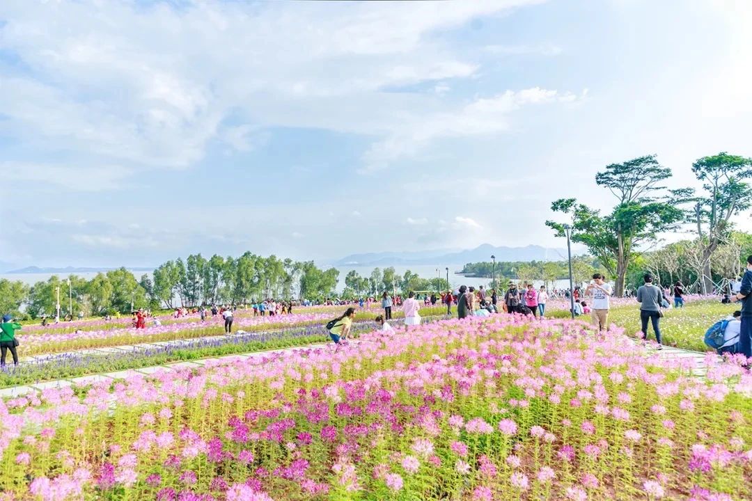 深圳地址大全详细地址(深圳有哪些地区)