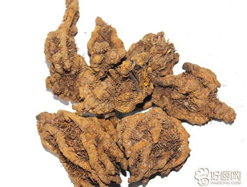 黄连的功效与作用(黄连的神奇功效与作用)