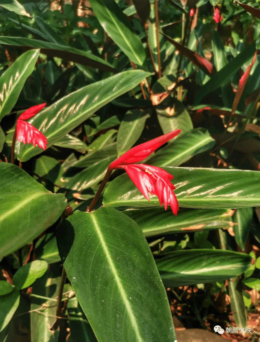 阔叶油点百合功效(阔叶油点百合有毒吗)