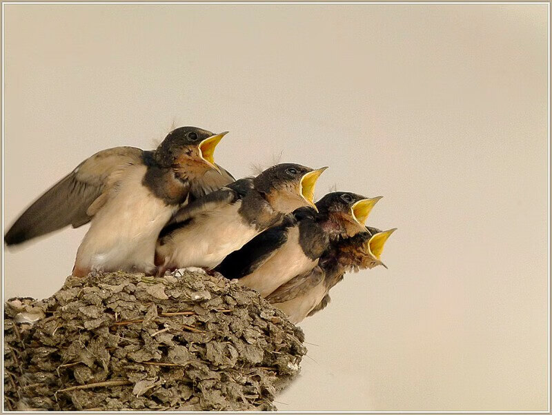 房子有麻雀窝风水好么(房屋有麻雀窝好不好)