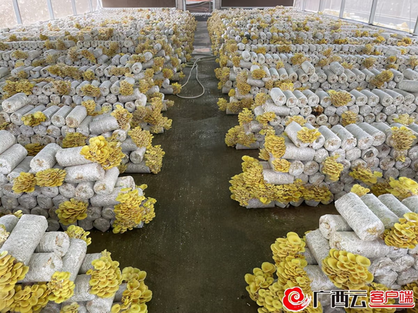 黄金菇图片(金菌菇)