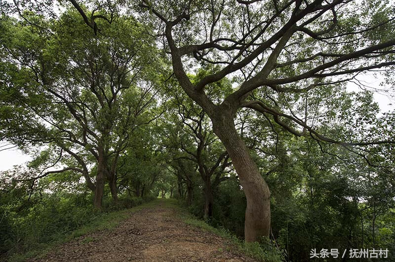 江西疏山寺风水(江西风水大师)