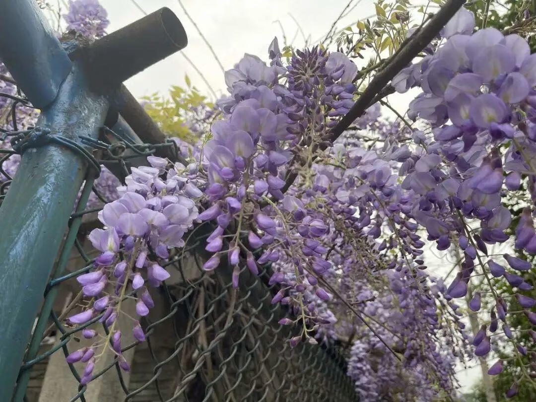 有毒的花有哪些(有毒性的花有哪些)