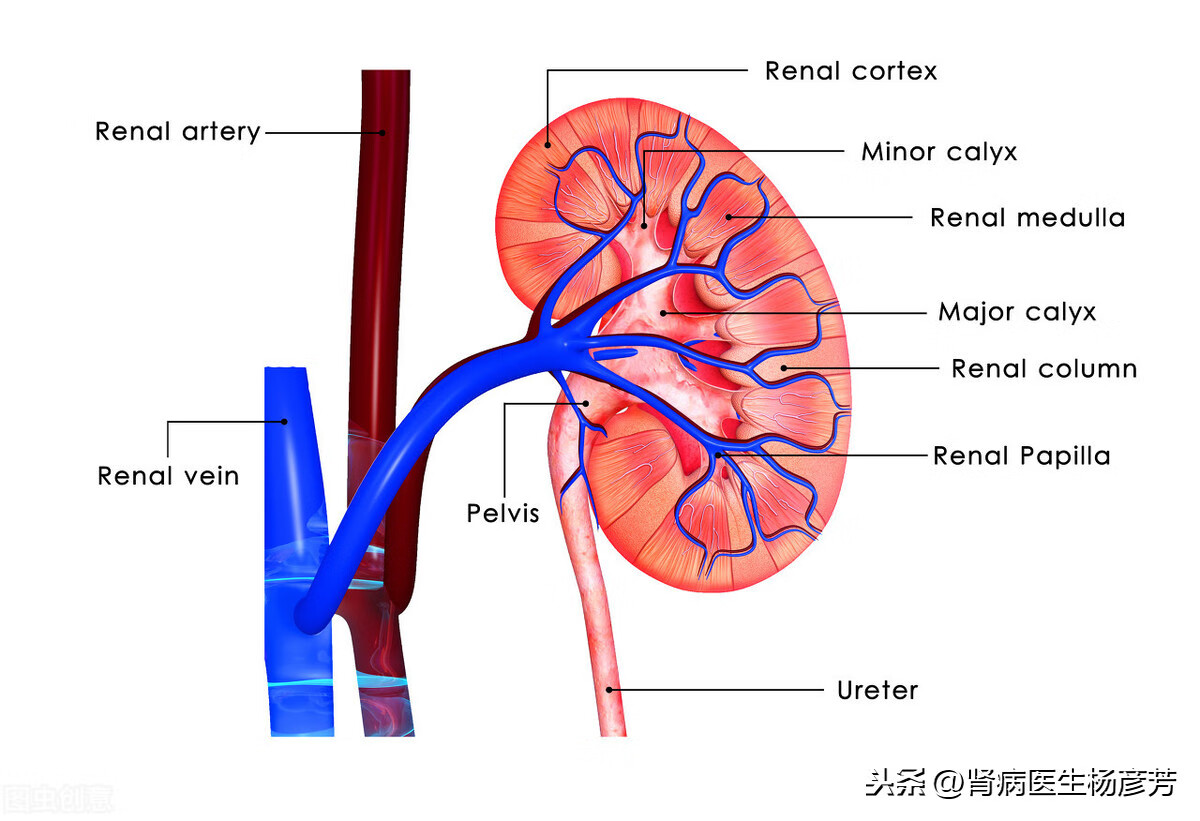 肾病综合征能治好吗?(肾病综合症能治好吗)