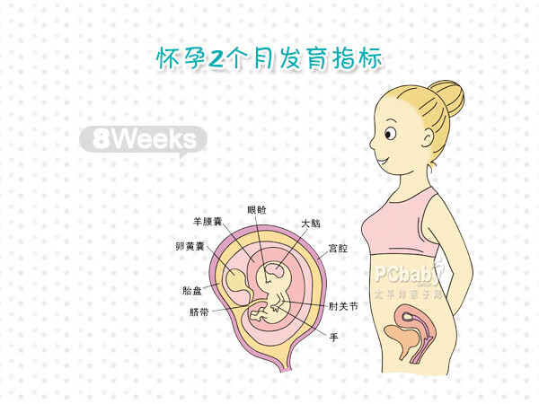 怀孕两个月的症状?(怀孕两个月症状有哪些)