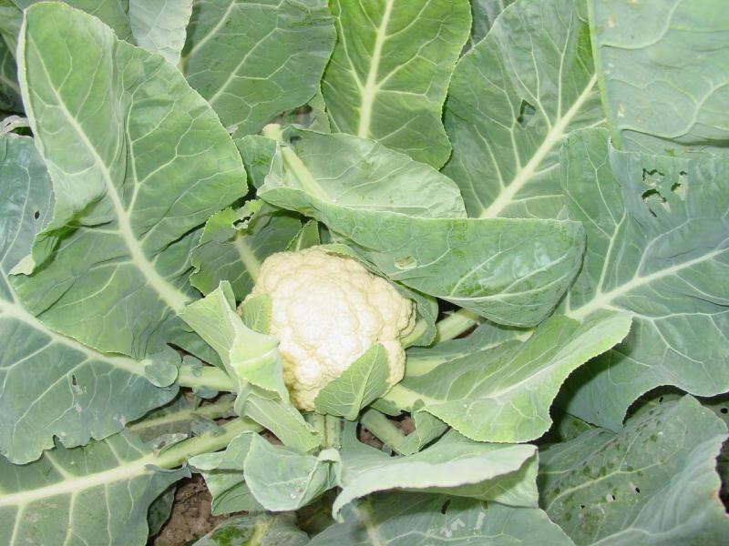 花椰菜是什么东西(花椰菜属于什么类)