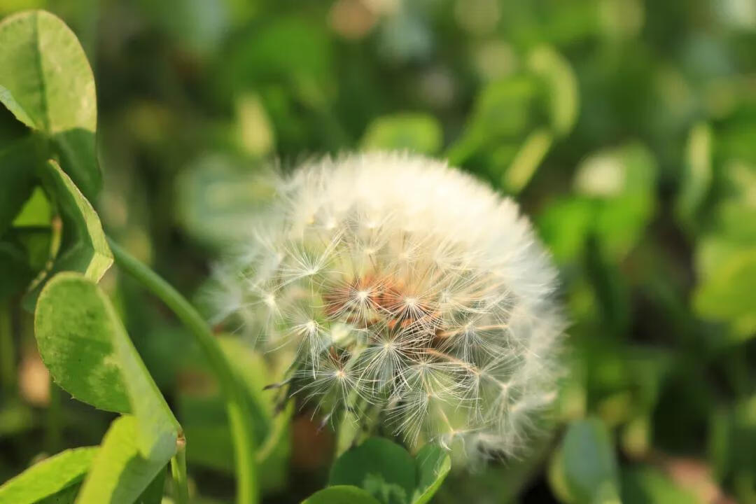 什么花在什么时候开,怎么开(什么花什么时候开花)