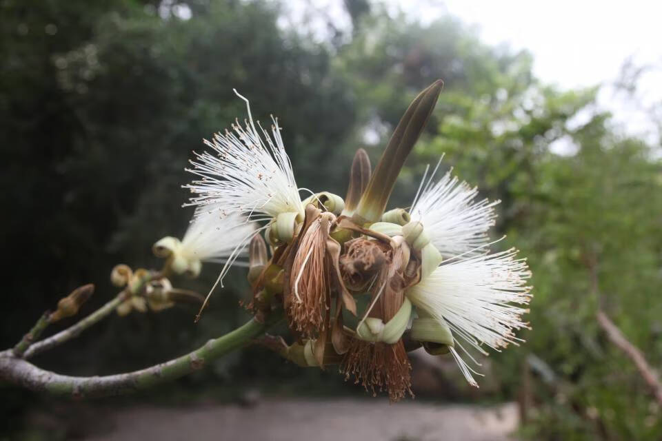 龟纹木棉的花(龟纹木棉)