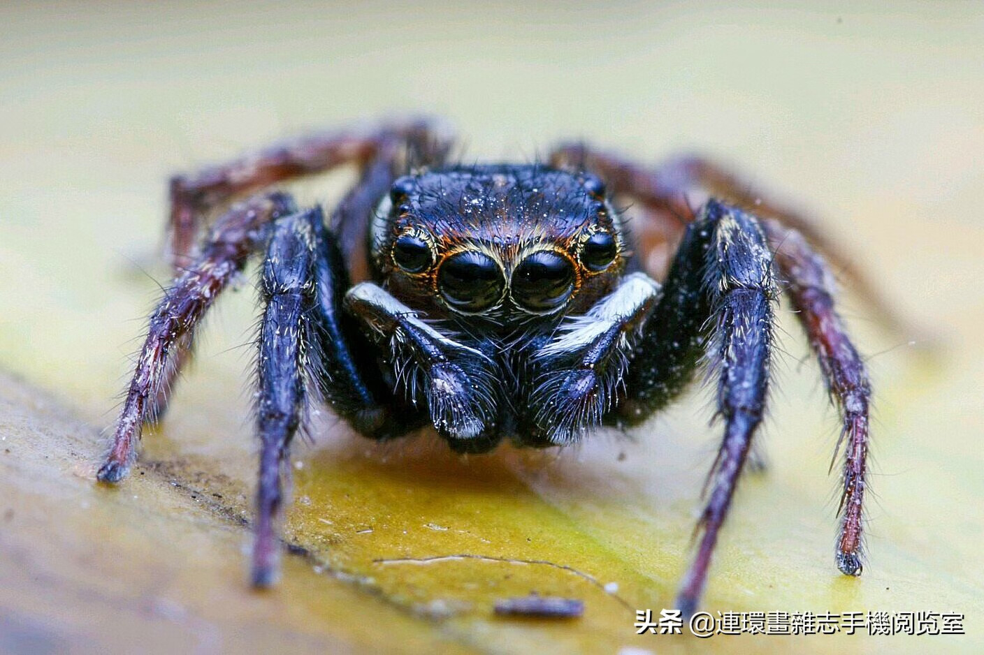 《昆虫记》精彩片段赏读