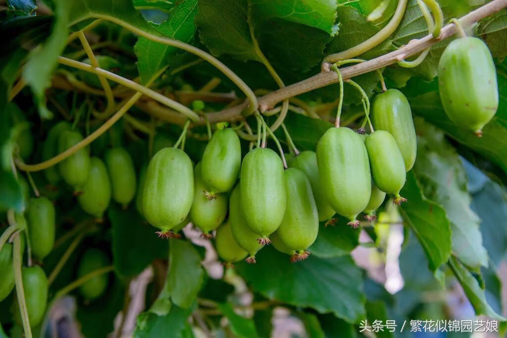 软枣子掉果是什么原因(软枣又叫什么名字)