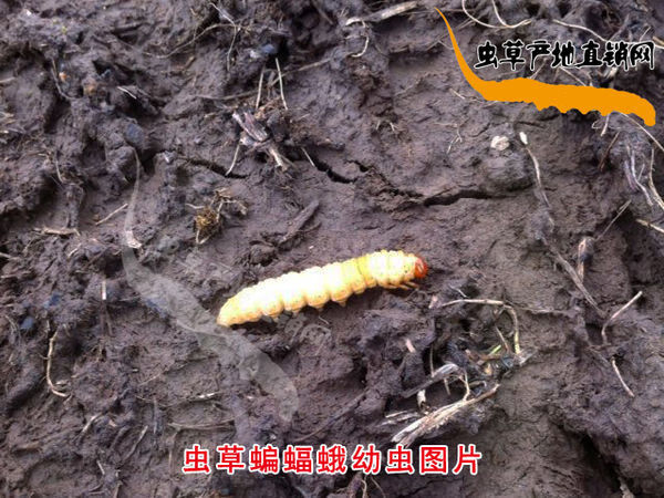 冬虫夏草