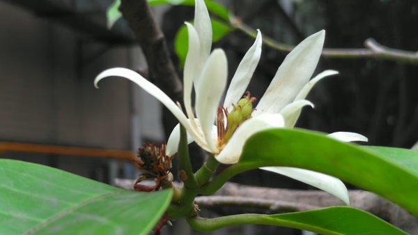 白兰花的风水(白花葱兰图片)