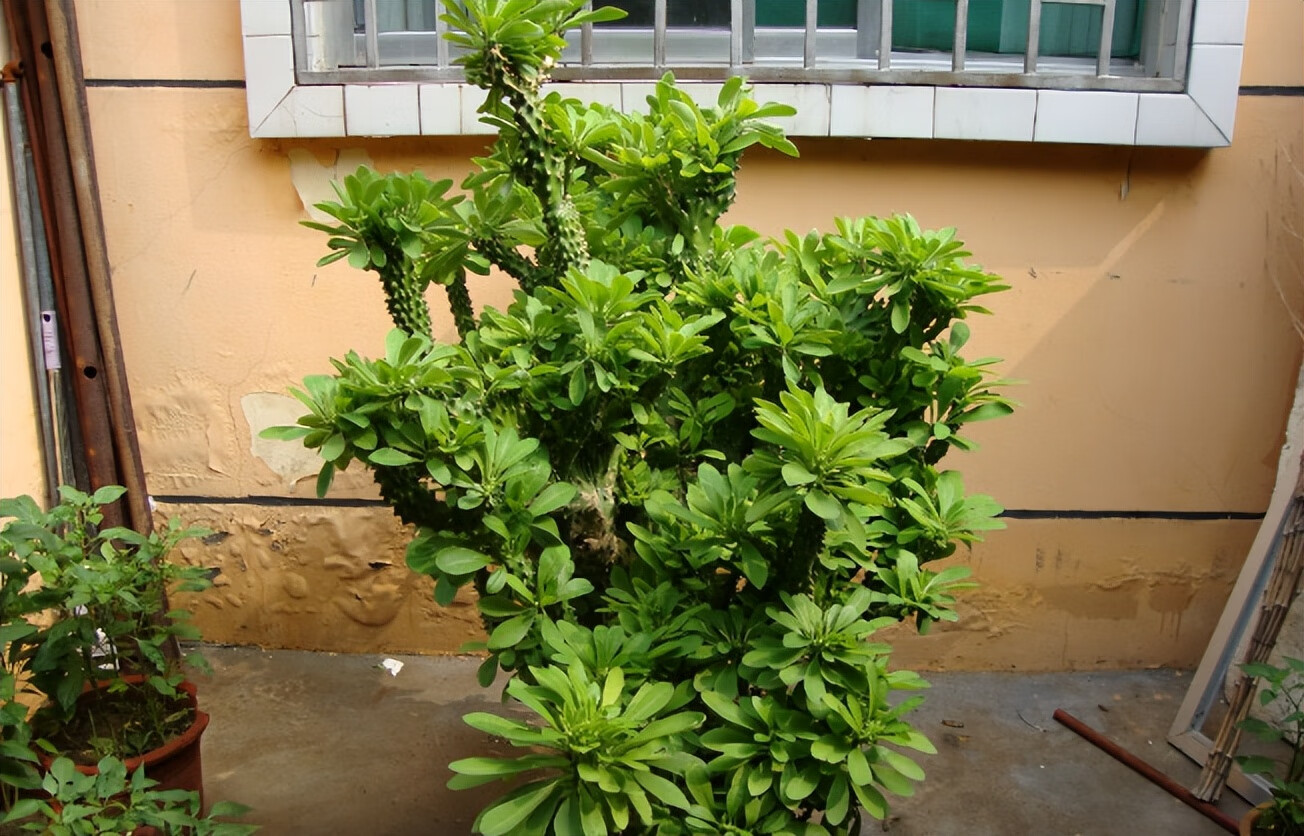 仙人掌在风水上有啥作用(仙人掌在风水中的说法)