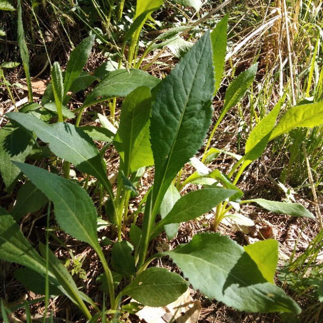 东北山野菜都有哪些(东北山野菜图片)