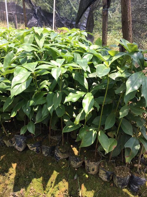 大茴香是什么东西(小茴香是什么东西)