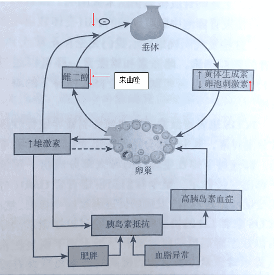 来曲唑促排卵方案(来曲唑促排卵服用方法)