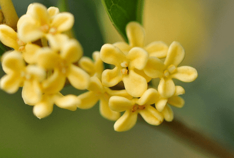 桂花什么时候开的什么季节(桂花是在哪个季节开放)