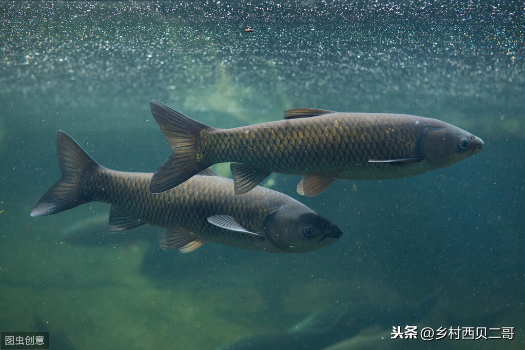 滤食性鱼类 观赏鱼图片