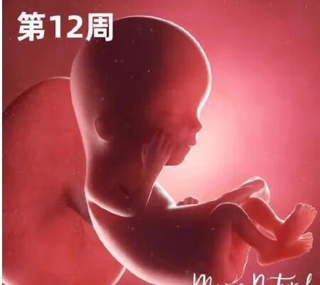 怀孕三个月胎儿在肚子哪个位置(怀孕三个月胎儿发育标准)