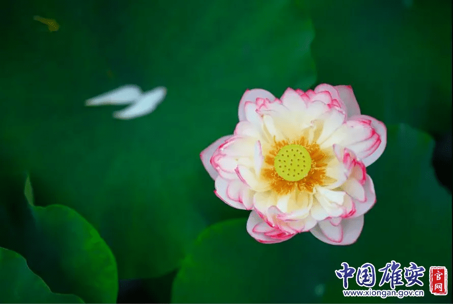 白洋淀的荷花啥时候开(白洋淀荷花节是几月几号)