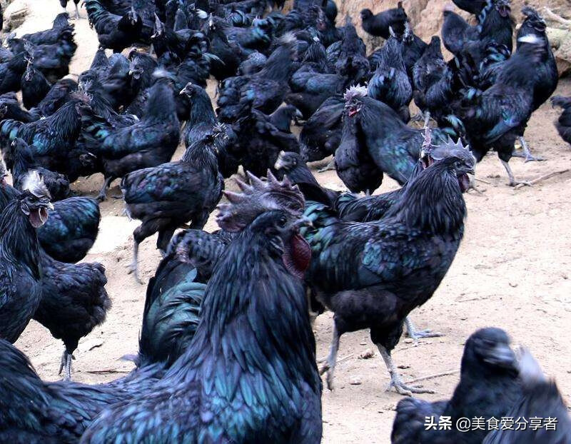 乌鸡的营养价值?(乌鸡的营养价值及功效和禁忌)