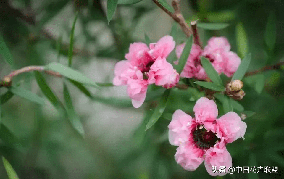 澳洲松红梅风水对人好不好(澳洲松红梅浇水)