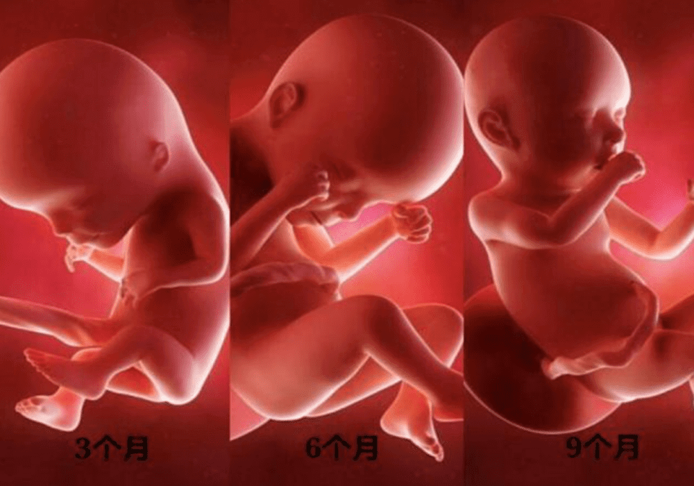 怀孕三个月宝宝图(怀孕四个月胎儿图)