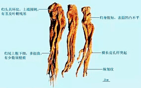 当归粉好还是当归片好(当归粉的美容功效与作用)
