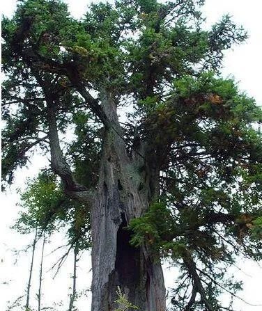 风水看三寮(三僚廖厚基)