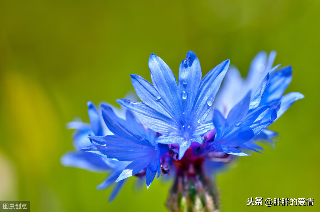 曾经沧海难为水，繁华落尽成悲凉；知足者常乐，随缘者自在