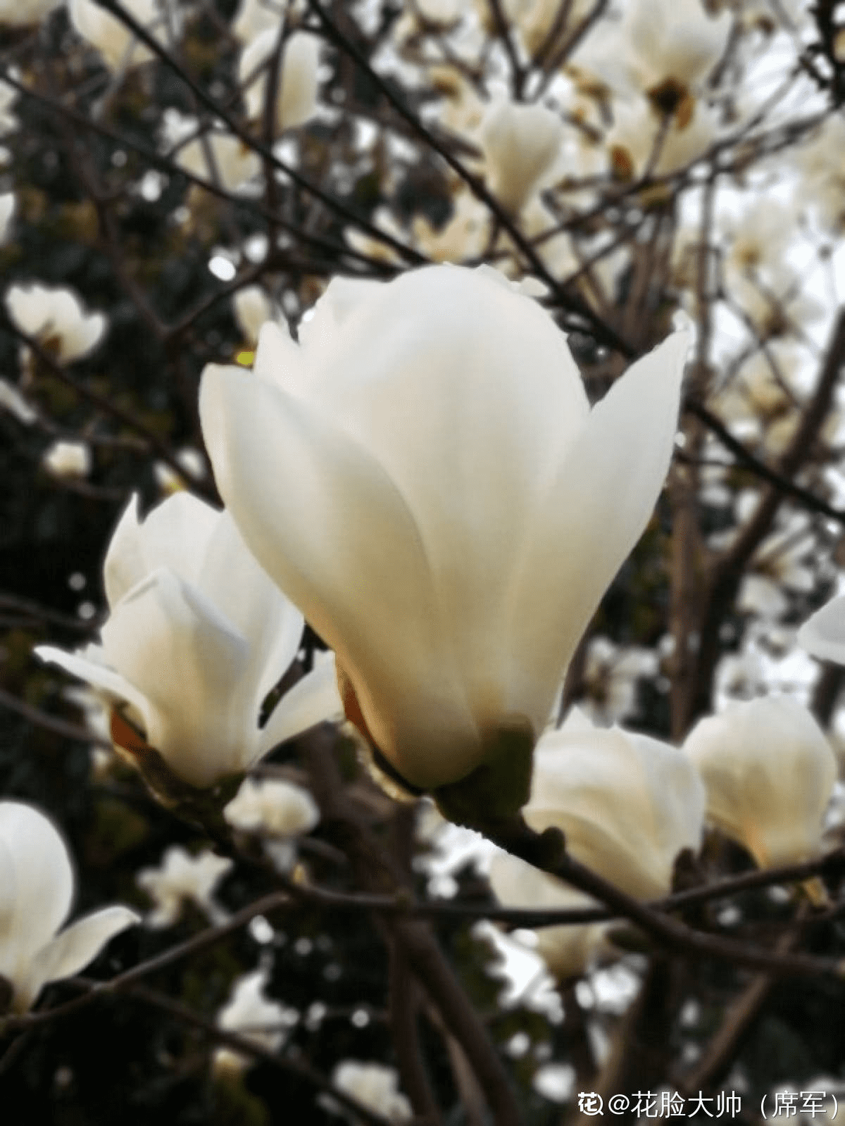 玉兰花图案寓意和风水(玉兰花的寓意和象征风水)