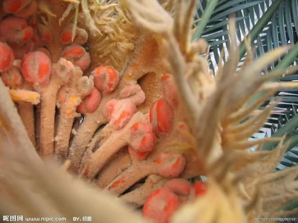 铁树花图片(铁树花多少钱一斤)