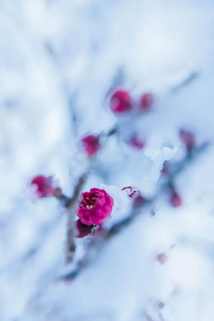 写写雪的古诗(写雪的古诗名句)