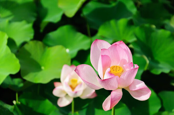 广西百色靖西风水宝地(广西风水宝地大全)