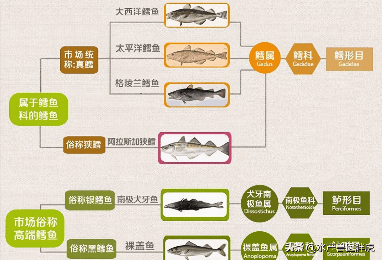 龙鳕鱼(龙鳕鱼跟鳕鱼有什么区别)