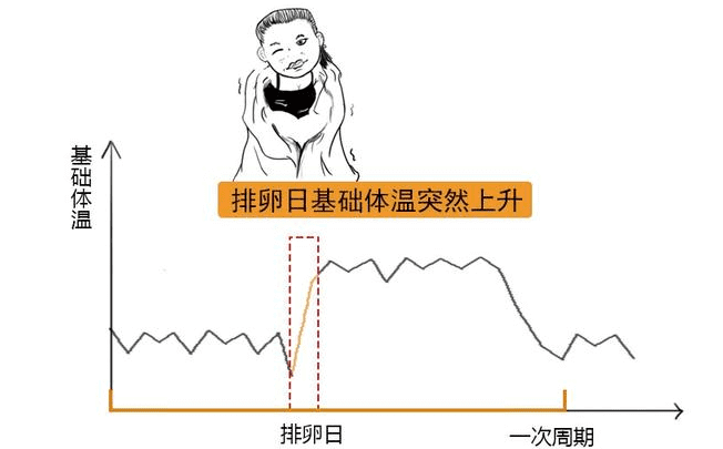 排卵期一共有几天?(排卵期一般有几天时间)