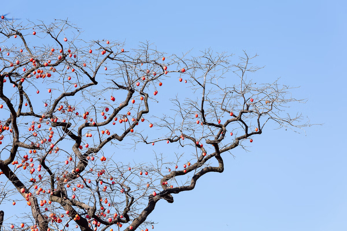 柿子因为成熟时挂在枝头上就像是一排红灯笼,所以人们见了这种场景