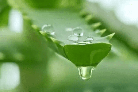 蚊子咬了怎么消肿止痛(蚊子咬了怎么消肿快)