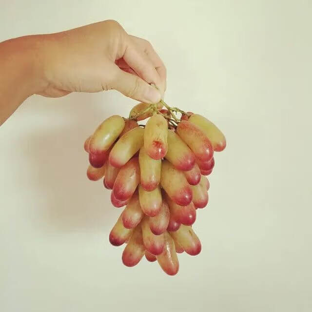 美人指(美人指葡萄品种介绍)