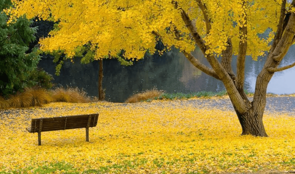 院里有柿子树风水(柿子树与家庭风水)