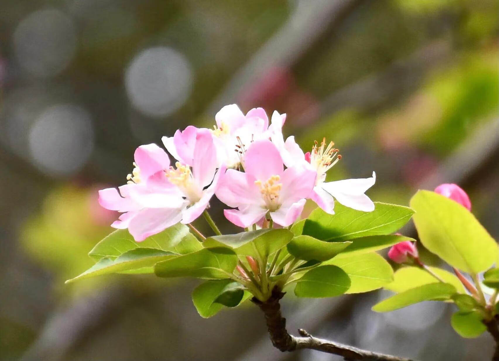 嫣然一笑竹篱间，桃李漫山总粗俗——春日海棠花