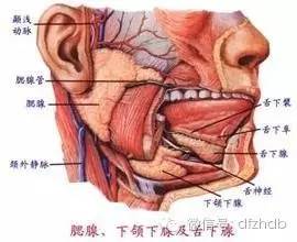 怎么治疗痄腮(痄腮是怎么回事怎么治)