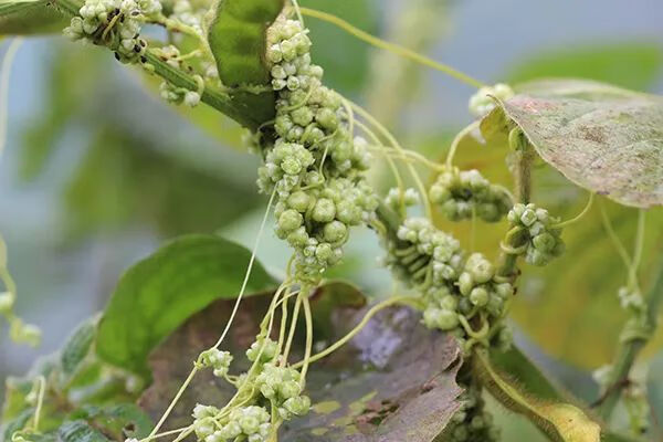 菟絲子是什麼植物(菟絲子的功效與用法)