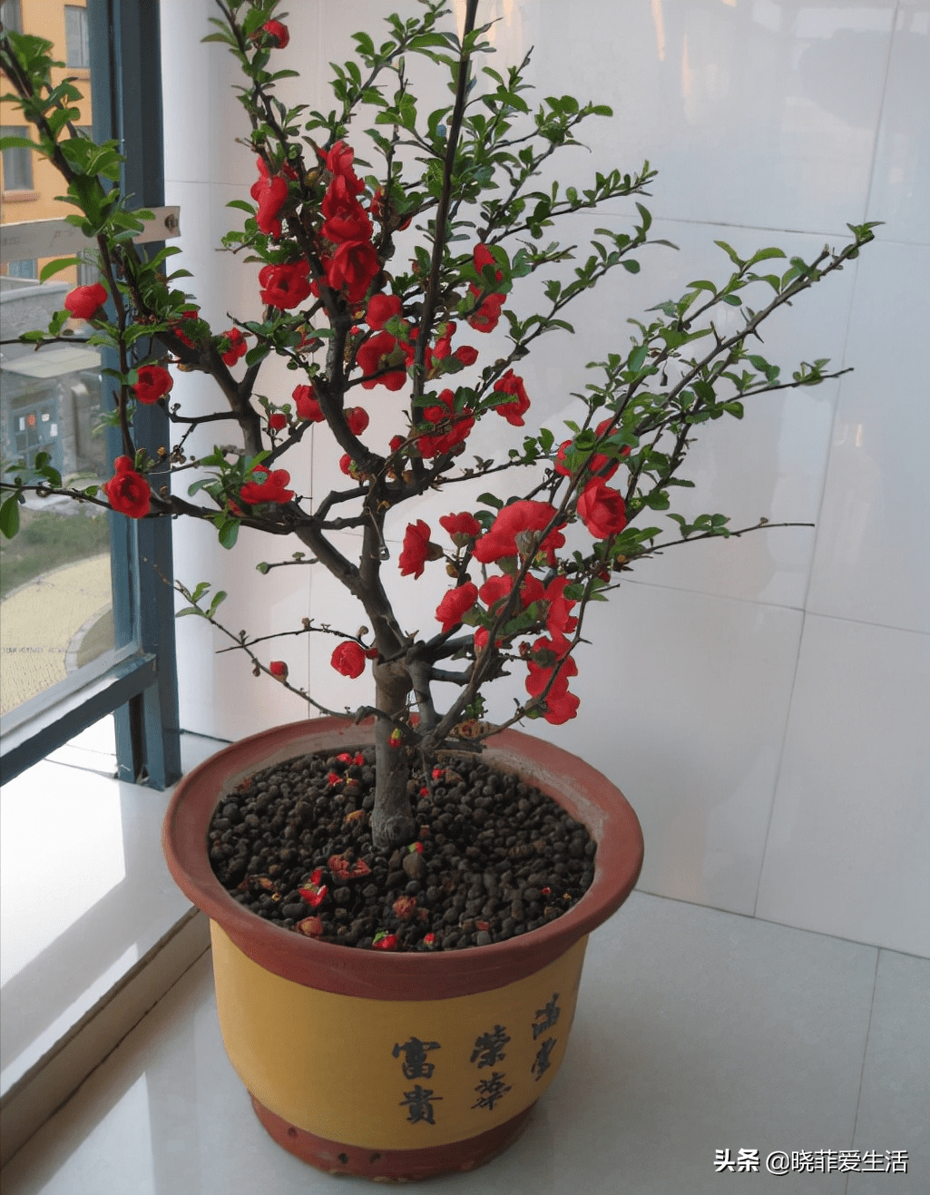 紫薇花风水好吗(紫微镜风水)