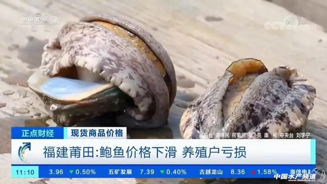 鲍鱼多少钱一斤算正常(10个鲍鱼多少钱)