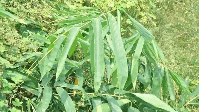 风水挡煞用什么竹子好(竹子太高可以剪了风水影响吗)