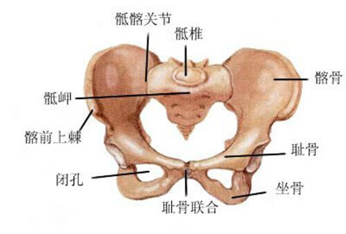 耻骨在什么位置上(耻骨是哪个位置图解)